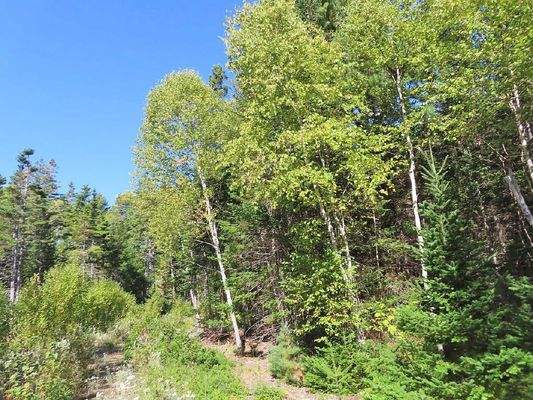 Cape Breton - Bras d`Or Lake - Tolles See-Ufergrun