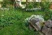 Blühende Gartenbereiche