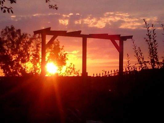 Sonnenuntergang, Rosenstöcke