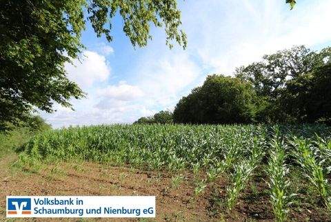 Auetal Bauernhöfe, Landwirtschaft, Auetal Forstwirtschaft