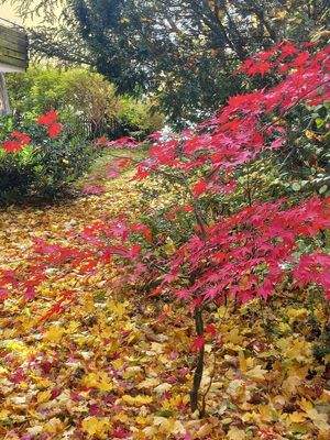 der kleine rote Ahornbaum