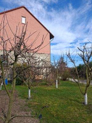 Obstbäume auf Südseite vom Haus