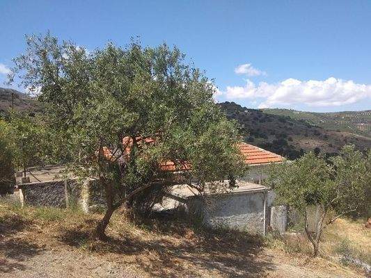 Im Herzen der kretischen Natur – In den Olivenbäumen