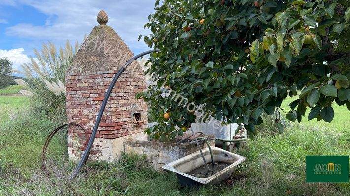 Brunnen mit Kakibaum