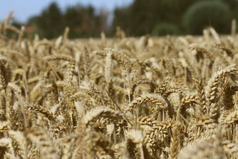 Stemwede Bauernhöfe, Landwirtschaft, Stemwede Forstwirtschaft