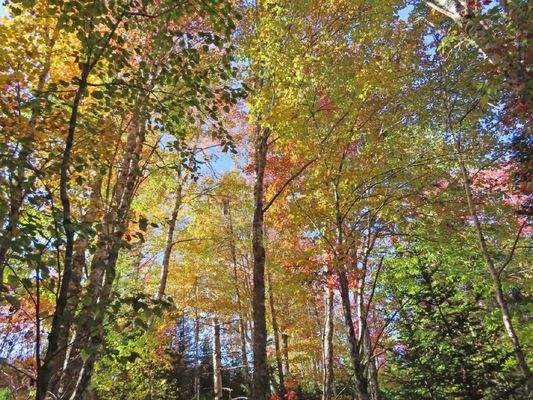 Nova Scotia - Smithfield - Wunderschönes 47-Hektar