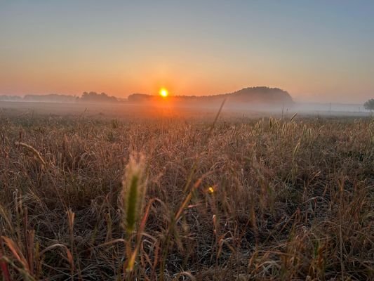 morgentau-storkow.jpeg