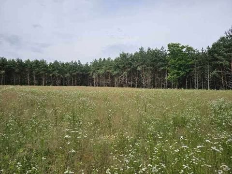 Tényö Bauernhöfe, Landwirtschaft, Tényö Forstwirtschaft