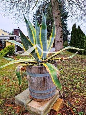 Agave