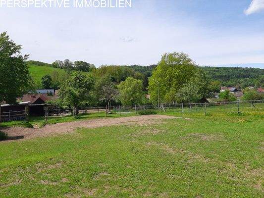 Weidefläche (Blick vom Paddock)