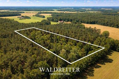 Steimbke Bauernhöfe, Landwirtschaft, Steimbke Forstwirtschaft