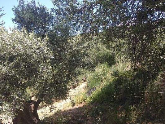 Im Herzen der kretischen Natur – In den Olivenbäumen