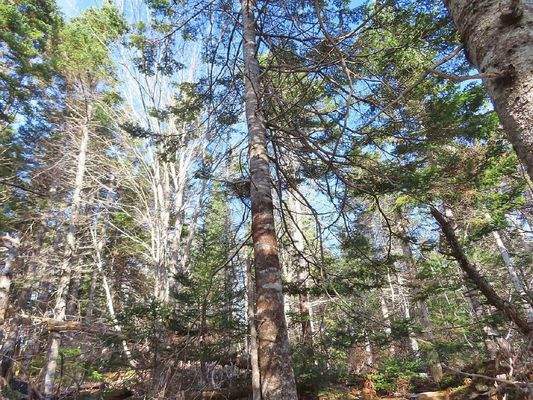 Cape Breton - Bras d`Or Lake - 18-Hektar-Areal in 