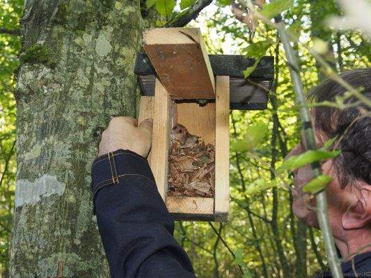 Haselmaus Nistkasten