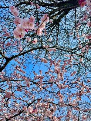 Umgebung Kirschblüte 