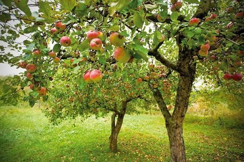 Hohenwestedt Wohnungen, Hohenwestedt Wohnung mieten