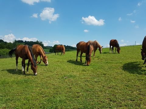 Bayreuth Bauernhöfe, Landwirtschaft, Bayreuth Forstwirtschaft