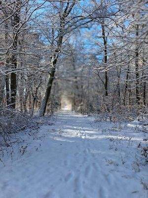 Direkt von zuhause in den Wald