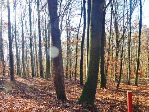 Collenberg Bauernhöfe, Landwirtschaft, Collenberg Forstwirtschaft