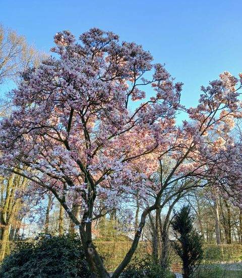 Löningen Häuser, Löningen Haus mieten 