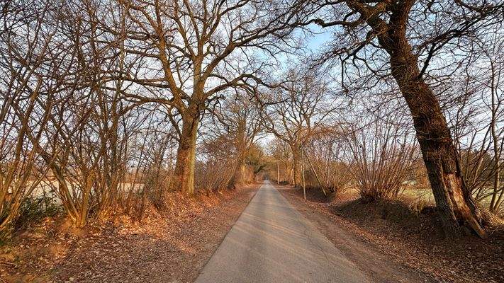 Ruhiger Feldweg mit altem Baumbestand