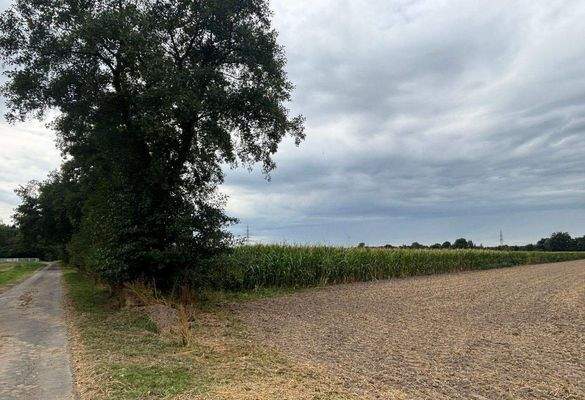 Ackerland mit Maisbestand