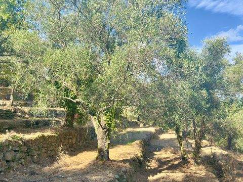 Dolceacqua Grundstücke, Dolceacqua Grundstück kaufen