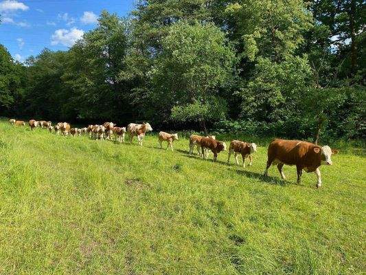 10 Die einzigen Nachbarn weit und breit (2).jpg