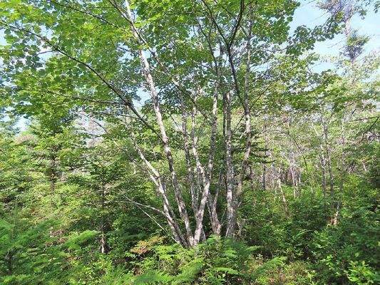 Cape Breton - 31-Hektar Areal in herrlicher Atlant