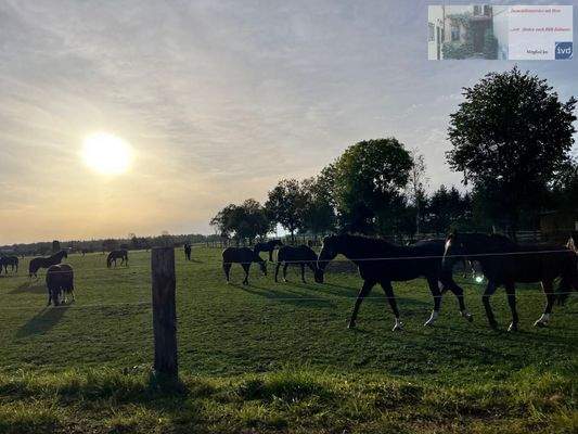 Freier Blick über die Koppeln