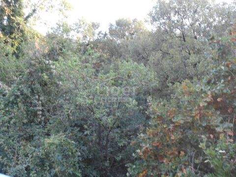 Kostrena Bauernhöfe, Landwirtschaft, Kostrena Forstwirtschaft