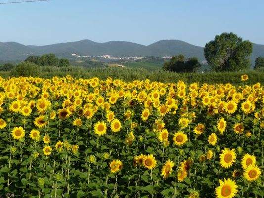 üppige Sonnenblumen in der Toscana