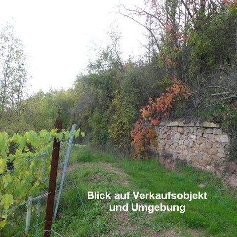 Münster-Sarmsheim Bauernhöfe, Landwirtschaft, Münster-Sarmsheim Forstwirtschaft