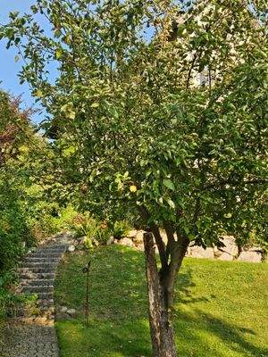 Div. tragende Obstbäume säumen den Weg