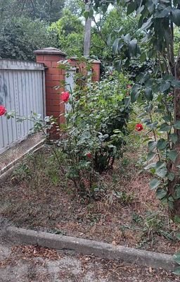 Rosen im Garten