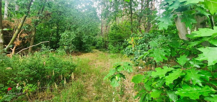 Wald