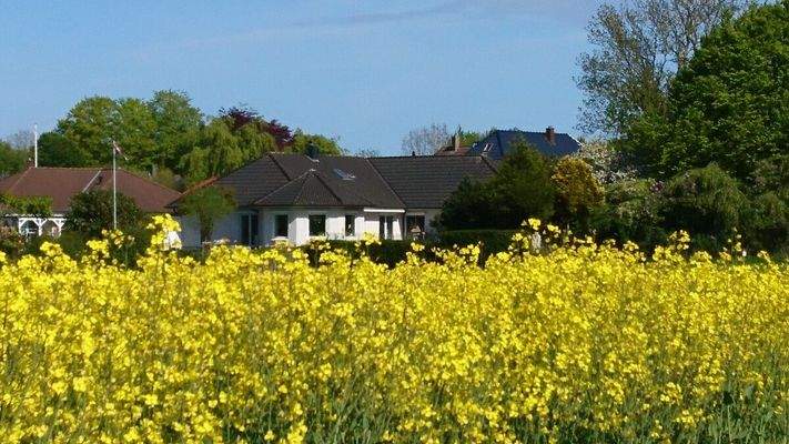 Rückansicht mit Rapsblüte