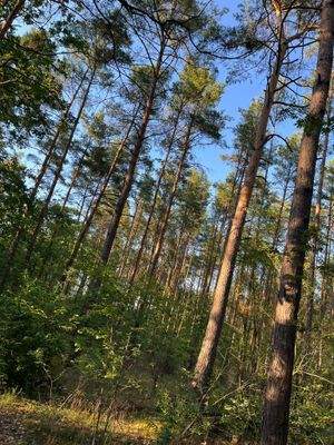 Wald