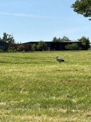 Storch auf dem Nachbargrund...