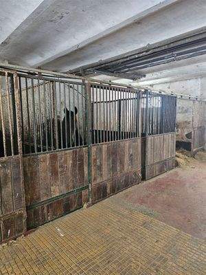 Übergroße Pferdeboxen 