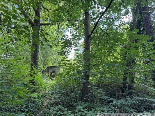 bewaldeter Teil des Grundstücks