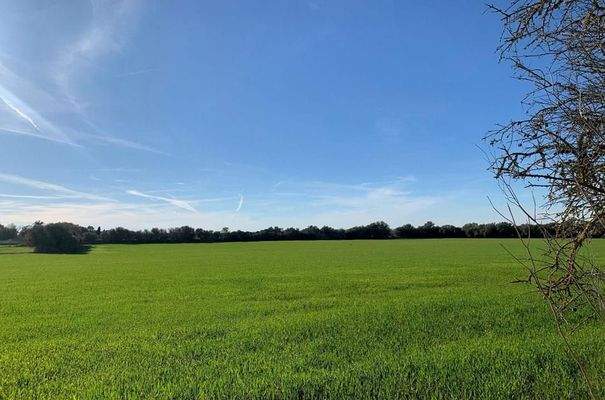 7284_05_Campos_Grundstück