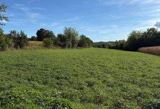 IMG_6790.jpeg