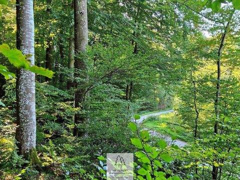 Baierbrunn Bauernhöfe, Landwirtschaft, Baierbrunn Forstwirtschaft