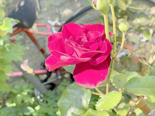 Noch mehr Blumen in den parkähnlichen Außenanlagen