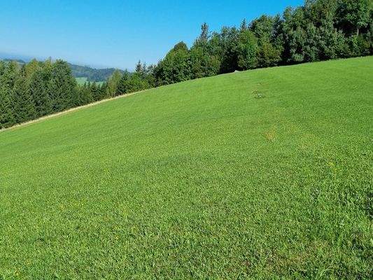 grüne Wiesen für Ihre Schafe und Ziegen