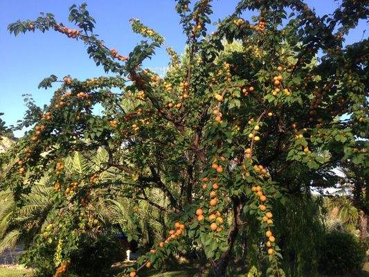 Aprikosen im Überfluss 
