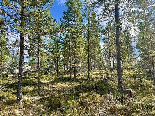 Typischer Wald in Nordschweden.jpg