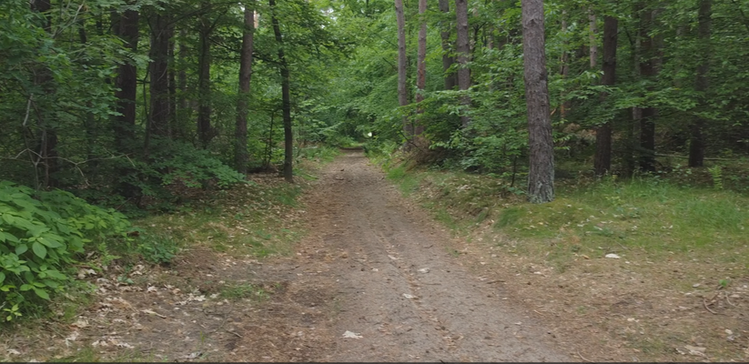 90-jähriger Kiefernbestand mit hohem Laubholzanteil 