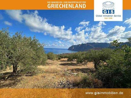 Olivenbäume auf dem Grundstück